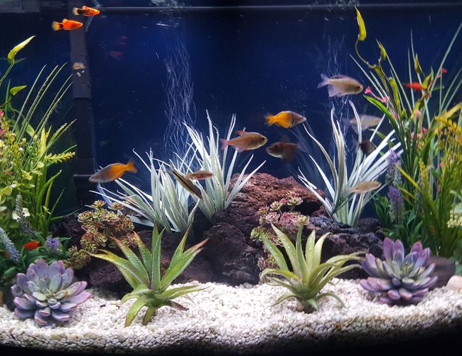 46 gallons freshwater fish tank (mostly fish and non-living decorations) - My freshwater community aquarium 46 gallons freshwater fish tank (mostly fish and non-living decorations) - My freshwater community aquarium