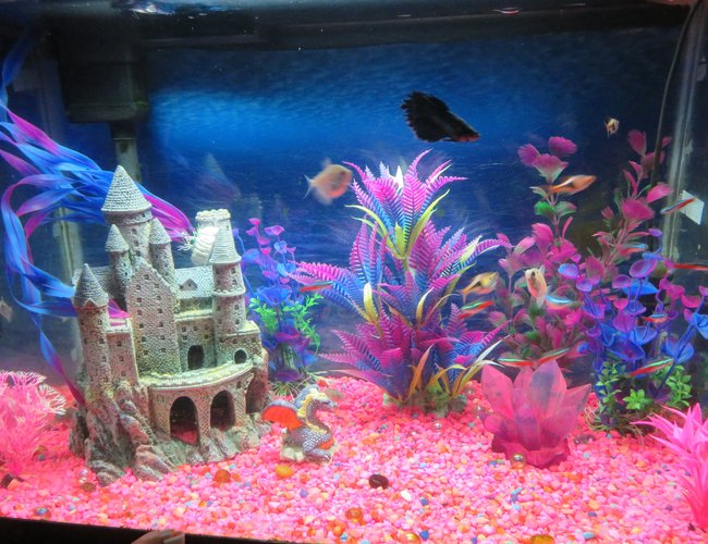20 gallons freshwater fish tank (mostly fish and non-living decorations) - This is a 20 gallon tank, 12 x 24, whisper filter, newer heater (needs no adjustment), fluorescent light, pink gravel, castle, dragon. pink crystal, plastic plants (pink and purple) 20 gallons freshwater fish tank (mostly fish and non-living decorations) - This is a 20 gallon tank, 12 x 24, whisper filter, newer heater (needs no adjustment), fluorescent light, pink gravel, castle, dragon. pink crystal, plastic plants (pink and purple)