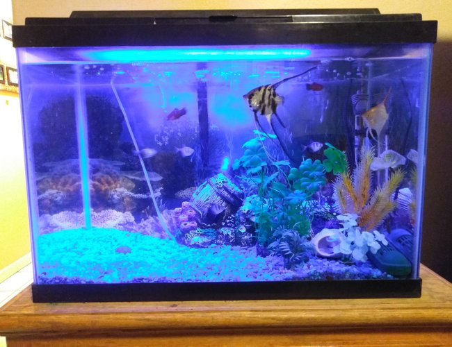 20 gallons freshwater fish tank (mostly fish and non-living decorations) - 01032018 tank update 20 gallons freshwater fish tank (mostly fish and non-living decorations) - 01032018 tank update
