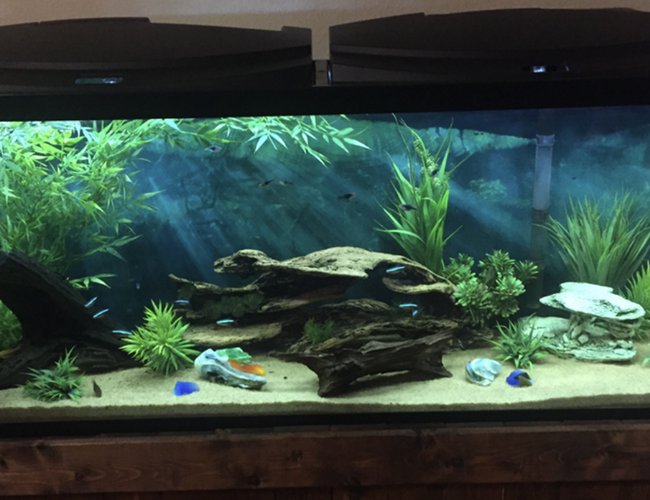 55 gallons freshwater fish tank (mostly fish and non-living decorations) - My tank 55 gallons freshwater fish tank (mostly fish and non-living decorations) - My tank