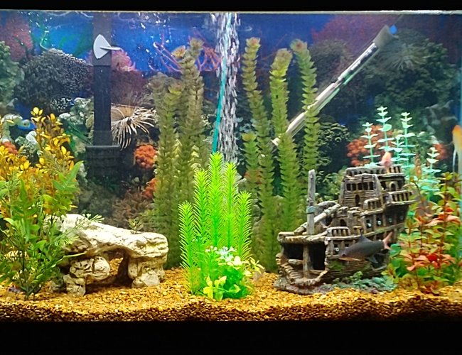 65 gallons freshwater fish tank (mostly fish and non-living decorations) - Taylor Ocean 65 gallons freshwater fish tank (mostly fish and non-living decorations) - Taylor Ocean