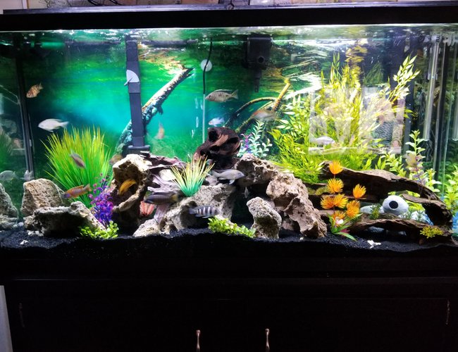 60 gallons freshwater fish tank (mostly fish and non-living decorations) - Fish paradise 60 gallons freshwater fish tank (mostly fish and non-living decorations) - Fish paradise
