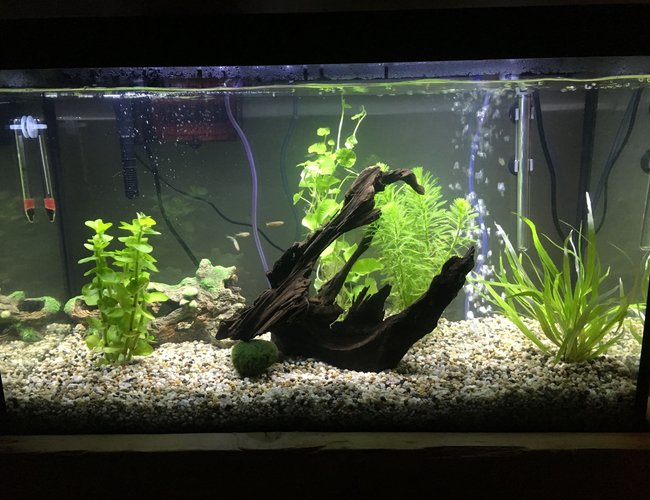 29 gallons freshwater fish tank (mostly fish and non-living decorations) - New setup 29 gallons freshwater fish tank (mostly fish and non-living decorations) - New setup