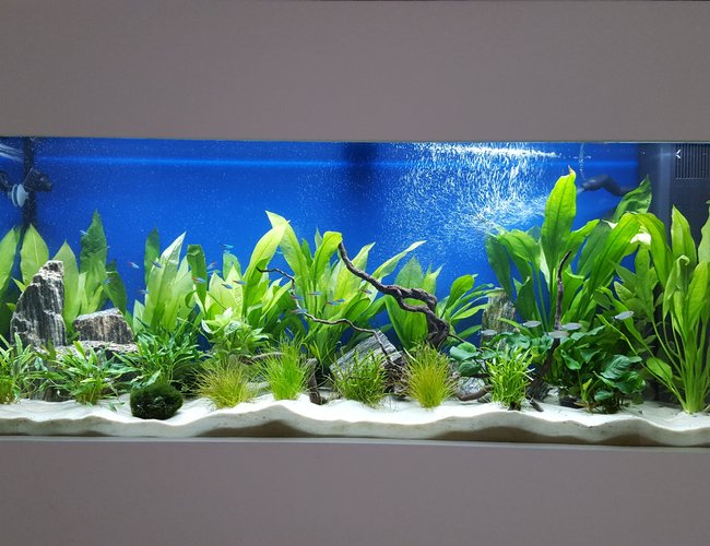 55 gallons freshwater fish tank (mostly fish and non-living decorations) - My first fish tank at 2 months. 55 gallons freshwater fish tank (mostly fish and non-living decorations) - My first fish tank at 2 months.