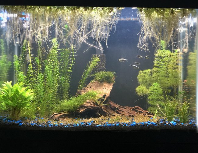 25 gallons freshwater fish tank (mostly fish and non-living decorations) - My first tank, 4 months old 25 gallons freshwater fish tank (mostly fish and non-living decorations) - My first tank, 4 months old