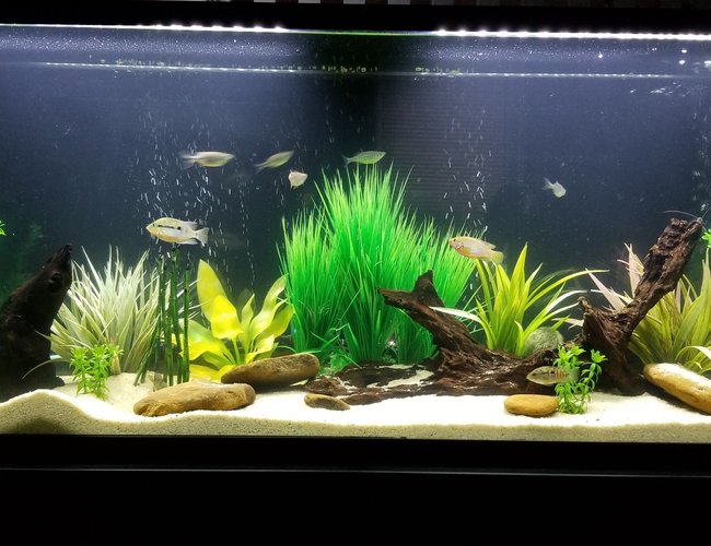 55 gallons freshwater fish tank (mostly fish and non-living decorations) - South American cichlid tank.
1 Firemouth (male)
1 Convict (female)
1 juvenile JD
2 Pictus cats
1 Cory cat
5 Giant Danio 55 gallons freshwater fish tank (mostly fish and non-living decorations) - South American cichlid tank.
1 Firemouth (male)
1 Convict (female)
1 juvenile JD
2 Pictus cats
1 Cory cat
5 Giant Danio