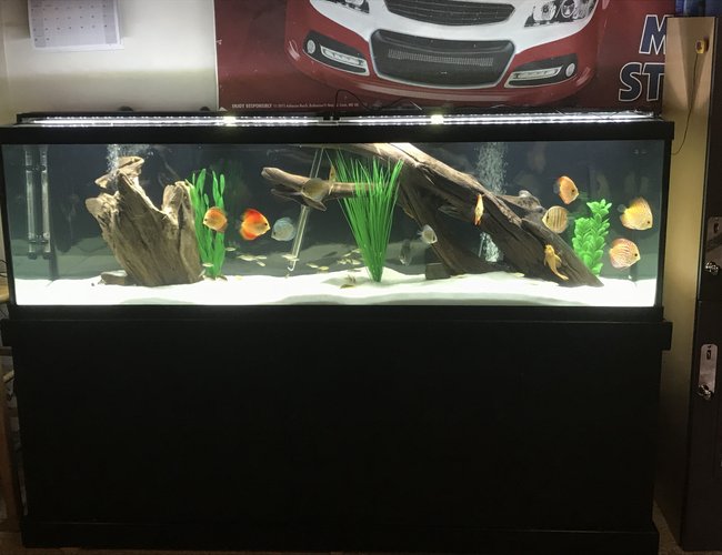 125 gallons freshwater fish tank (mostly fish and non-living decorations) - 125 discus tank 125 gallons freshwater fish tank (mostly fish and non-living decorations) - 125 discus tank