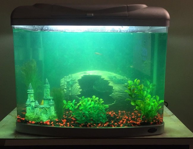 20 gallons freshwater fish tank (mostly fish and non-living decorations) - This is the latest aquarium setup. My progress is slow but I’m enjoying the hobby 20 gallons freshwater fish tank (mostly fish and non-living decorations) - This is the latest aquarium setup. My progress is slow but I’m enjoying the hobby