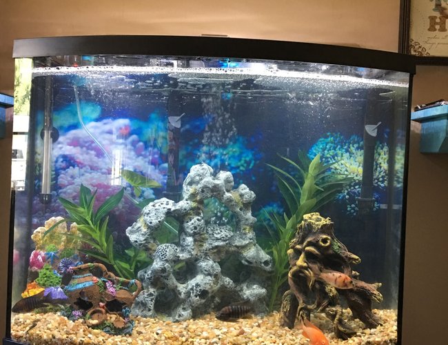 125 gallons freshwater fish tank (mostly fish and non-living decorations) - My 38 gallon bowfront 125 gallons freshwater fish tank (mostly fish and non-living decorations) - My 38 gallon bowfront