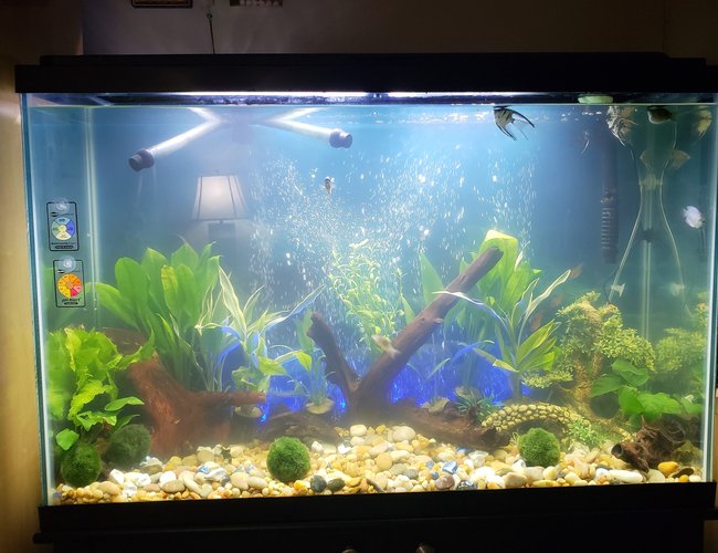 16 gallons freshwater fish tank (mostly fish and non-living decorations) - Freshwater 16 gallons freshwater fish tank (mostly fish and non-living decorations) - Freshwater