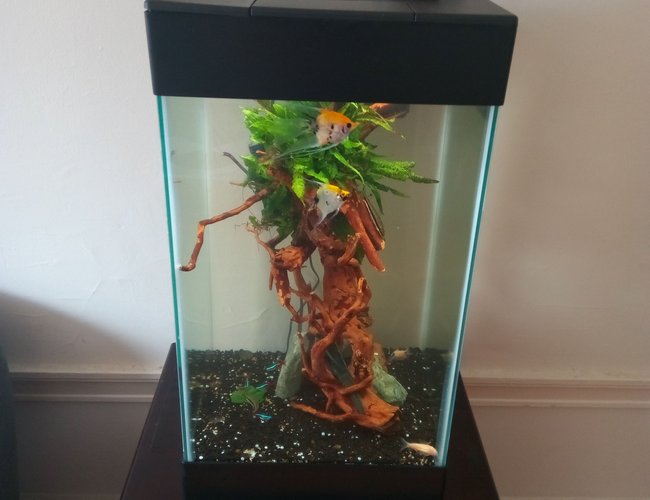15 gallons freshwater fish tank (mostly fish and non-living decorations) - Distance view 15 gallons freshwater fish tank (mostly fish and non-living decorations) - Distance view