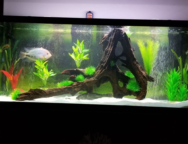 125 gallons freshwater fish tank (mostly fish and non-living decorations) - 125Gal SA Cichlid tank 125 gallons freshwater fish tank (mostly fish and non-living decorations) - 125Gal SA Cichlid tank