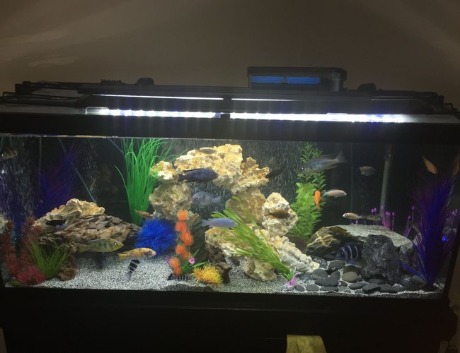 75 gallons freshwater fish tank (mostly fish and non-living decorations) - Mixed African Cichlid tank 75 gallons freshwater fish tank (mostly fish and non-living decorations) - Mixed African Cichlid tank