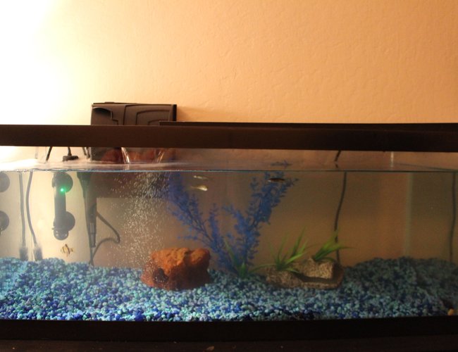 29 gallons freshwater fish tank (mostly fish and non-living decorations) - Full Tank Shot 29 gallons freshwater fish tank (mostly fish and non-living decorations) - Full Tank Shot