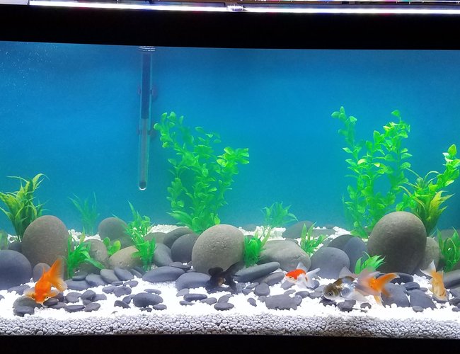 75 gallons freshwater fish tank (mostly fish and non-living decorations) - Goldie tank 75 gallons freshwater fish tank (mostly fish and non-living decorations) - Goldie tank
