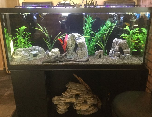 125 gallons freshwater fish tank (mostly fish and non-living decorations) - Frontosa, mix of cichlids, royal pleco, non living plants. decor rocks, and drift wood, brown gravel, Marine filters 125 gallons freshwater fish tank (mostly fish and non-living decorations) - Frontosa, mix of cichlids, royal pleco, non living plants. decor rocks, and drift wood, brown gravel, Marine filters