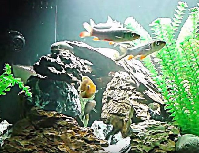 120 gallons freshwater fish tank (mostly fish and non-living decorations) - Large fish in a lake scenery 120 gallons freshwater fish tank (mostly fish and non-living decorations) - Large fish in a lake scenery