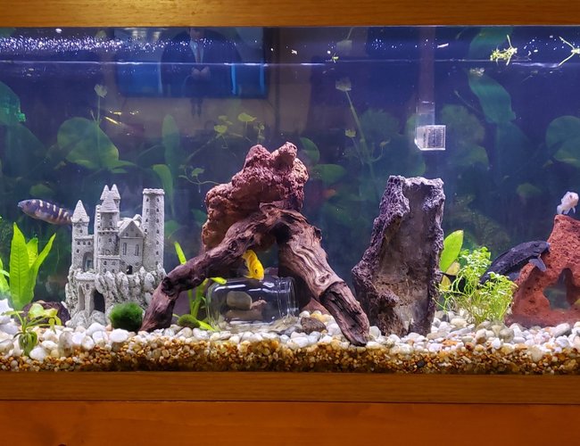 55 gallons freshwater fish tank (mostly fish and non-living decorations) - 55 gal 55 gallons freshwater fish tank (mostly fish and non-living decorations) - 55 gal