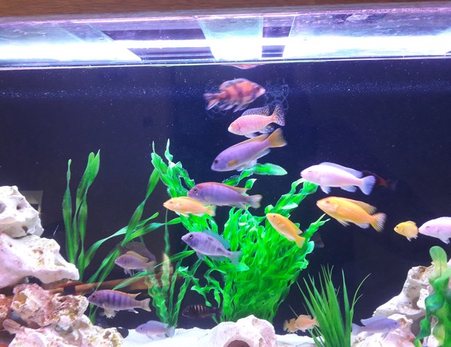 95 gallons freshwater fish tank (mostly fish and non-living decorations) - A few of the fish 95 gallons freshwater fish tank (mostly fish and non-living decorations) - A few of the fish