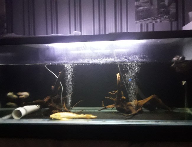 1000 gallons freshwater fish tank (mostly fish and non-living decorations) - My monster fish aquarium 1000 gallons freshwater fish tank (mostly fish and non-living decorations) - My monster fish aquarium