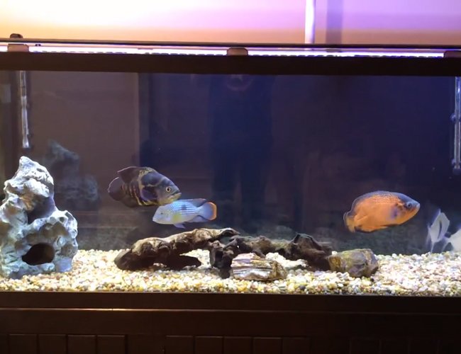 150 gallons freshwater fish tank (mostly fish and non-living decorations) - Picture of my tank 150 gallons freshwater fish tank (mostly fish and non-living decorations) - Picture of my tank