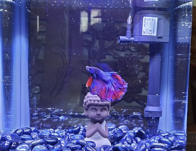 2 gallons freshwater fish tank (mostly fish and non-living decorations) - Budha Themed Betta Tank 2 gallons freshwater fish tank (mostly fish and non-living decorations) - Budha Themed Betta Tank