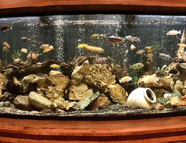 210 gallons freshwater fish tank (mostly fish and non-living decorations) - New tank,set up after a few years off from the hobby. 210 gallons freshwater fish tank (mostly fish and non-living decorations) - New tank,set up after a few years off from the hobby.