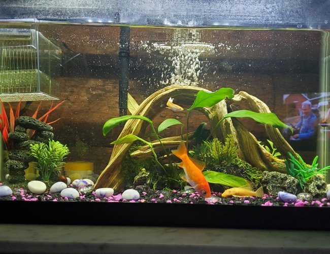 10 gallons freshwater fish tank (mostly fish and non-living decorations) - My fish tank. 10 gallons freshwater fish tank (mostly fish and non-living decorations) - My fish tank.