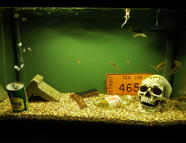 29 gallons freshwater fish tank (mostly fish and non-living decorations) - Detroit River themed. Basic olive drab background to represent the zero visibility of the river. Decorations include real cinder block, Detroit taxi license plate, Towne Club (local brand) soda bottle, Vernors (local brand) soda can bubbler, replica 45 caliber pistol, replica human skull. 29 gallons freshwater fish tank (mostly fish and non-living decorations) - Detroit River themed. Basic olive drab background to represent the zero visibility of the river. Decorations include real cinder block, Detroit taxi license plate, Towne Club (local brand) soda bottle, Vernors (local brand) soda can bubbler, replica 45 caliber pistol, replica human skull.