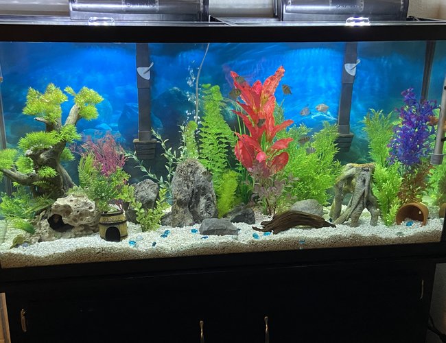 60 gallons freshwater fish tank (mostly fish and non-living decorations) - Tank 60 gallons freshwater fish tank (mostly fish and non-living decorations) - Tank