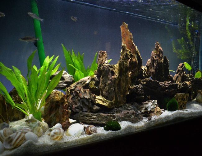 100 gallons freshwater fish tank (mostly fish and non-living decorations) - Lake Tanganyika 100 gallons freshwater fish tank (mostly fish and non-living decorations) - Lake Tanganyika