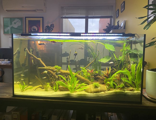 10 gallons freshwater fish tank (mostly fish and non-living decorations) - My 140 litre Sourh/Central American community tank 10 gallons freshwater fish tank (mostly fish and non-living decorations) - My 140 litre Sourh/Central American community tank