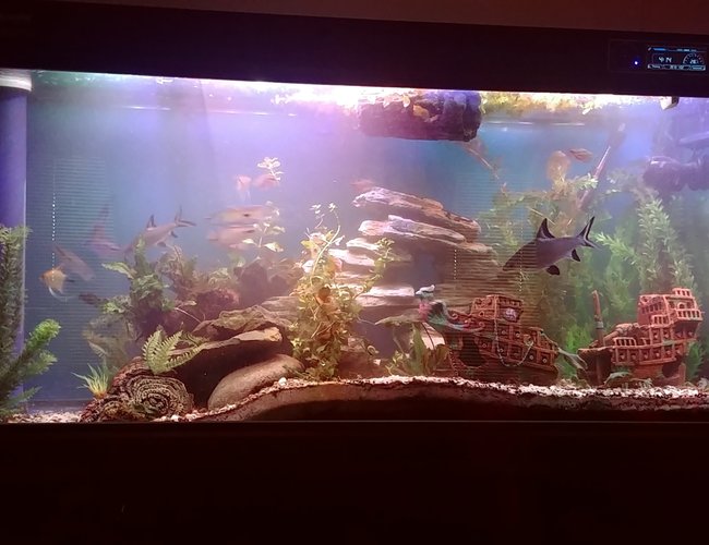 135 gallons freshwater fish tank (mostly fish and non-living decorations) - New layout design with a slight drop off point 135 gallons freshwater fish tank (mostly fish and non-living decorations) - New layout design with a slight drop off point