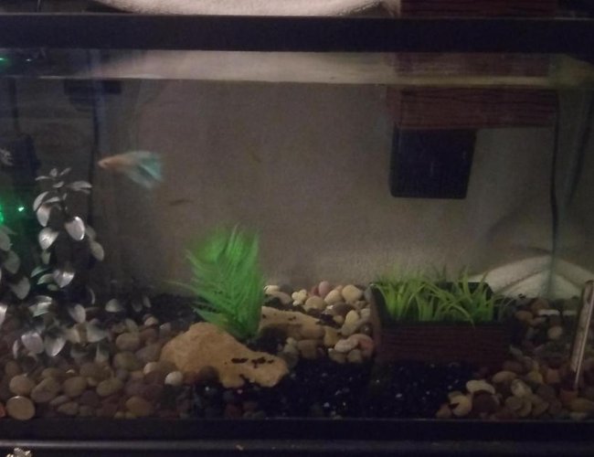 110 gallons freshwater fish tank (mostly fish and non-living decorations) - first tank ive owned 110 gallons freshwater fish tank (mostly fish and non-living decorations) - first tank ive owned