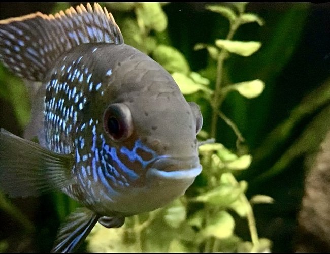 20 gallons freshwater fish tank (mostly fish and non-living decorations) - Blue Acara 20 gallons freshwater fish tank (mostly fish and non-living decorations) - Blue Acara