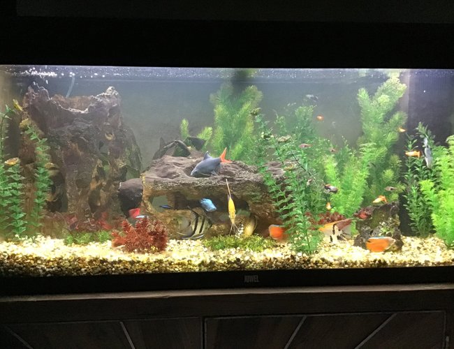 35 gallons freshwater fish tank (mostly fish and non-living decorations) - Full veiw 35 gallons freshwater fish tank (mostly fish and non-living decorations) - Full veiw