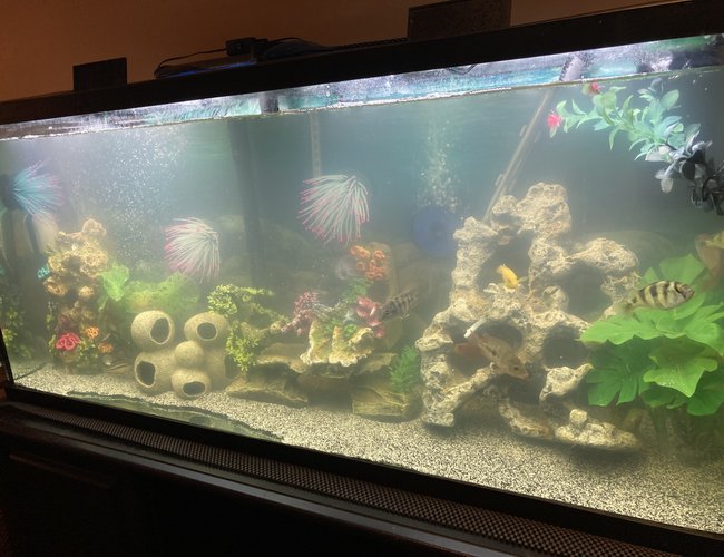 55 gallons freshwater fish tank (mostly fish and non-living decorations) - Assorted African Cichlids diy 3D decor background 55 gallons freshwater fish tank (mostly fish and non-living decorations) - Assorted African Cichlids diy 3D decor background