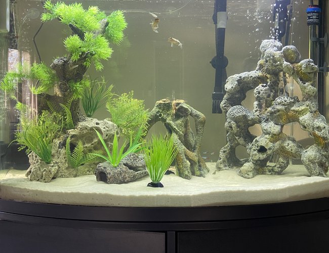 36 gallons freshwater fish tank (mostly fish and non-living decorations) - 36g Freshwater Community Tank 36 gallons freshwater fish tank (mostly fish and non-living decorations) - 36g Freshwater Community Tank