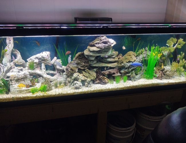 55 gallons freshwater fish tank (mostly fish and non-living decorations) - Sit back and telax 55 gallons freshwater fish tank (mostly fish and non-living decorations) - Sit back and telax