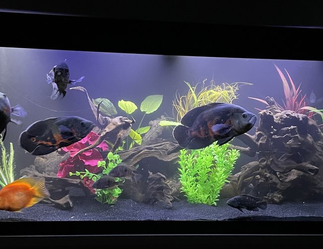 65 gallons freshwater fish tank (mostly fish and non-living decorations) - 65 gallon American Cichlid tank 65 gallons freshwater fish tank (mostly fish and non-living decorations) - 65 gallon American Cichlid tank
