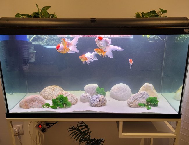 50 gallons freshwater fish tank (mostly fish and non-living decorations) - Minimalist Goldfish tank 50 gallons freshwater fish tank (mostly fish and non-living decorations) - Minimalist Goldfish tank