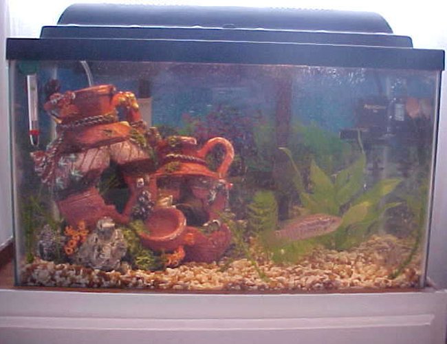 10 gallons freshwater fish tank (mostly fish and non-living decorations) - This is my 10 gallon fresh water hopeing to get a 135 gallon here shortly 10 gallons freshwater fish tank (mostly fish and non-living decorations) - This is my 10 gallon fresh water hopeing to get a 135 gallon here shortly