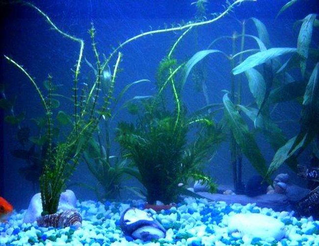 10 gallons freshwater fish tank (mostly fish and non-living decorations) - 18x12x12
3 comets
1 common plec 10 gallons freshwater fish tank (mostly fish and non-living decorations) - 18x12x12
3 comets
1 common plec
