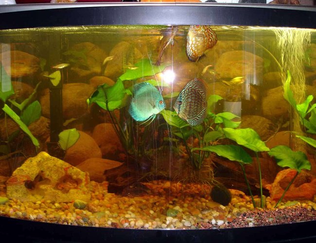 72 gallons freshwater fish tank (mostly fish and non-living decorations) - 72 inch
6 Discus 72 gallons freshwater fish tank (mostly fish and non-living decorations) - 72 inch
6 Discus
