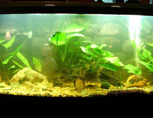 72 gallons freshwater fish tank (mostly fish and non-living decorations) - 6 Discus in a 72 Gallon Tank 72 gallons freshwater fish tank (mostly fish and non-living decorations) - 6 Discus in a 72 Gallon Tank