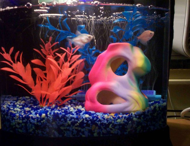 2 gallons freshwater fish tank (mostly fish and non-living decorations) - College dorm room tank 2 gallons freshwater fish tank (mostly fish and non-living decorations) - College dorm room tank