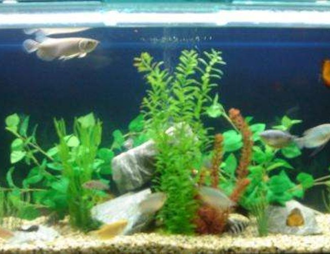 220 gallons freshwater fish tank (mostly fish and non-living decorations) - I hope you will be love it. 220 gallons freshwater fish tank (mostly fish and non-living decorations) - I hope you will be love it.