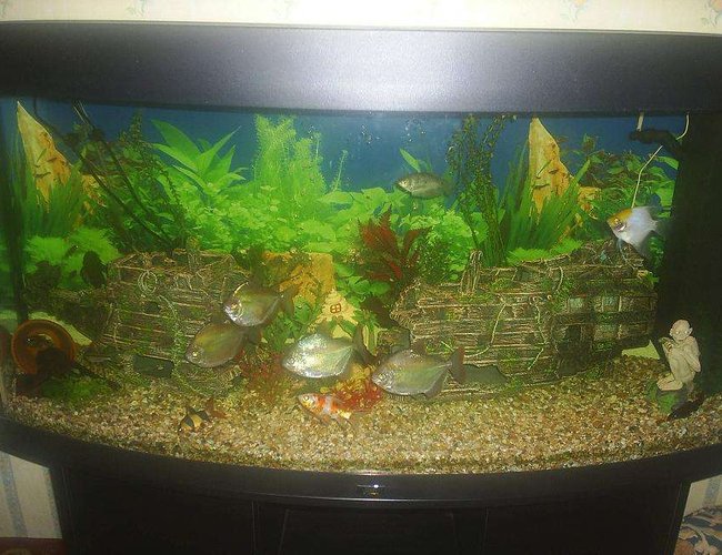 59 gallons freshwater fish tank (mostly fish and non-living decorations) - My Community Tank ! 59 gallons freshwater fish tank (mostly fish and non-living decorations) - My Community Tank !