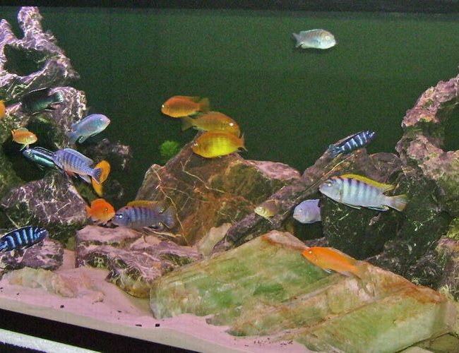 100 gallons freshwater fish tank (mostly fish and non-living decorations) - Mbuna tank with lots of action. 100 gallons freshwater fish tank (mostly fish and non-living decorations) - Mbuna tank with lots of action.