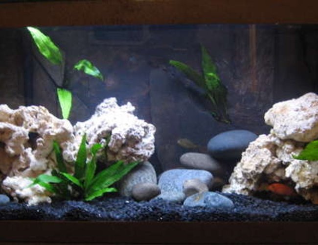 32767 gallons freshwater fish tank (mostly fish and non-living decorations) - here is an updated photo of this tank. no more plastic plant. added java fern. 32767 gallons freshwater fish tank (mostly fish and non-living decorations) - here is an updated photo of this tank. no more plastic plant. added java fern.